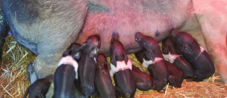 Azienda Zootecnica Didattica