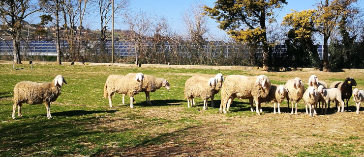 Azienda Zootecnica Didattica