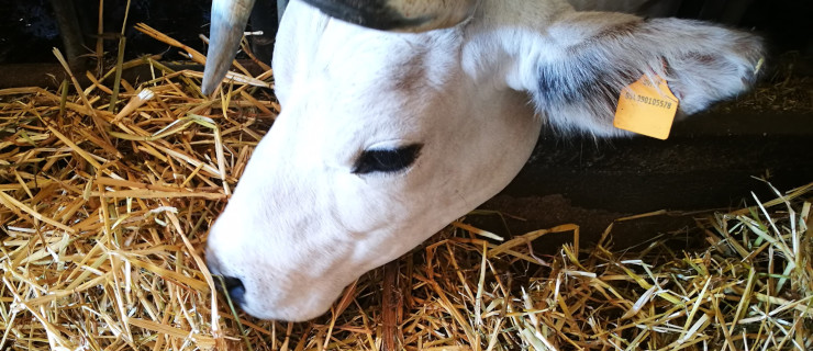 Azienda Zootecnica Didattica