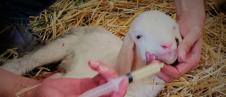 Azienda Zootecnica Didattica