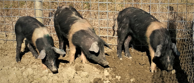 Azienda Zootecnica Didattica