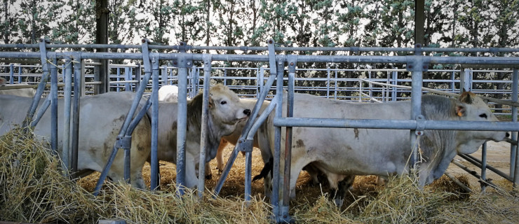 Azienda Zootecnica Didattica